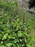 Acanthus mollis