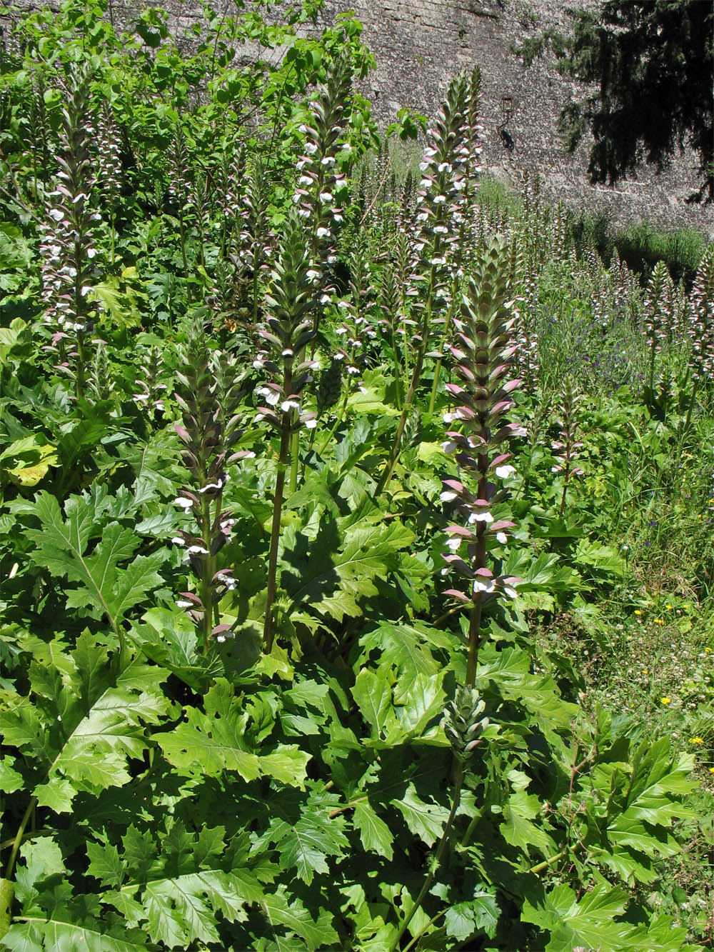 Image of Acanthus mollis specimen.