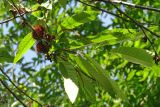 Castanea sativa. Верхушка ветки с прошлогодними соплодиями и отцветшими мужскими соцветиями. Краснодарский край, г. Сочи, Лазаревский р-н, окр. пос. Головинка, берег р. Шахе. 18.07.2020.