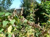 Fallopia dumetorum
