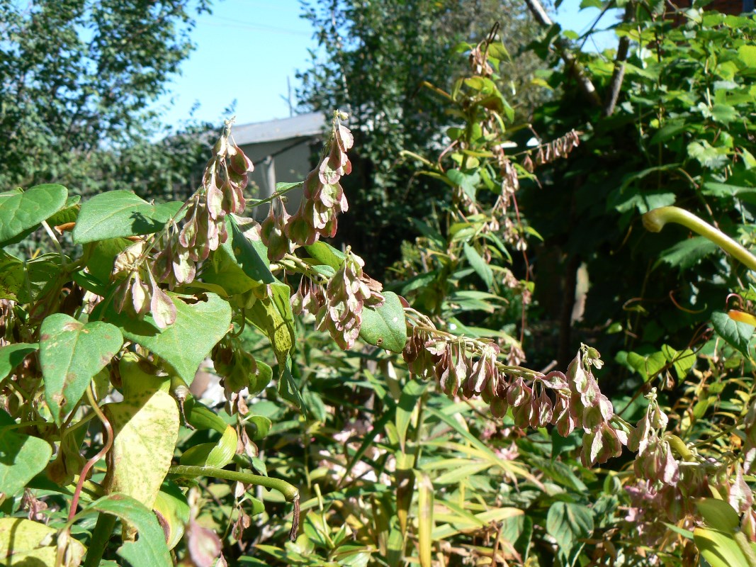 Image of Fallopia dumetorum specimen.