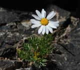 Pyrethrum komarovii