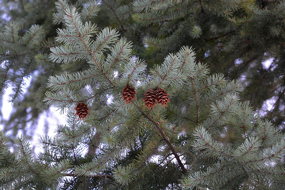 Изображение особи Pseudotsuga menziesii.