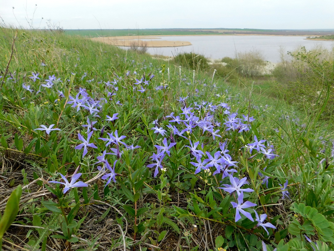 Изображение особи Vinca herbacea.