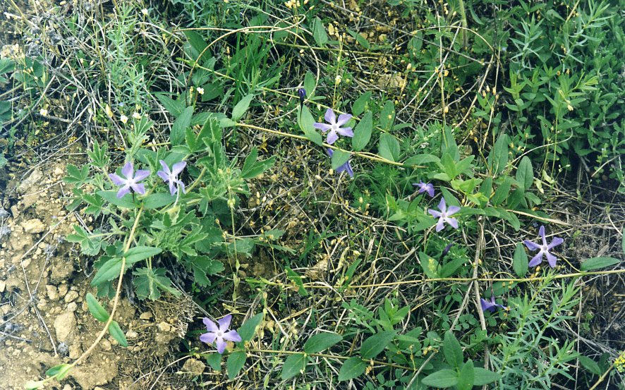 Изображение особи Vinca herbacea.