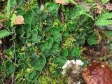 Peltigera aphthosa