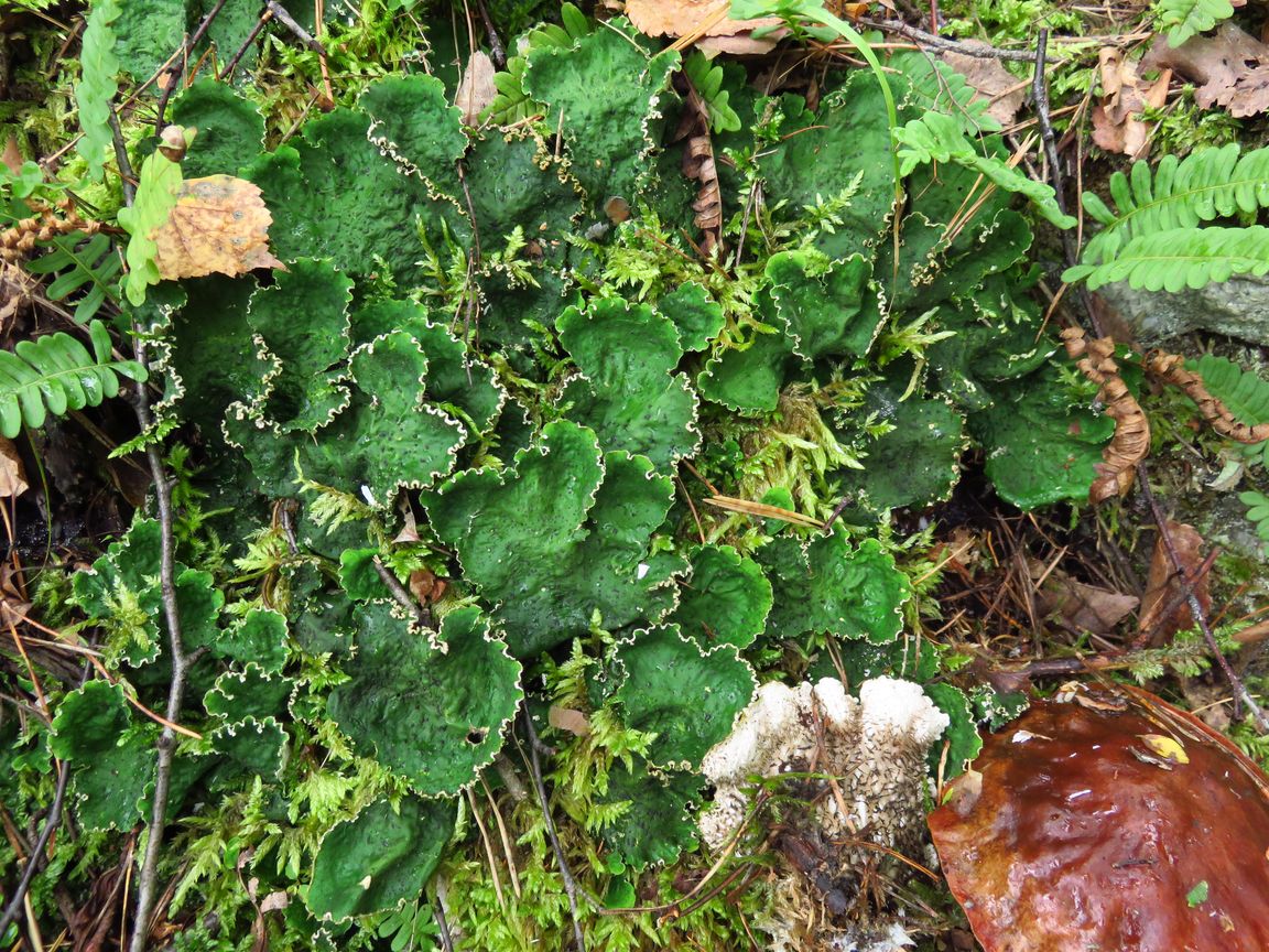 Image of Peltigera aphthosa specimen.