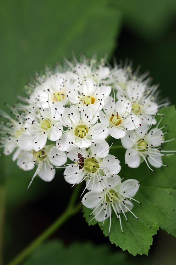 Image of Physocarpus opulifolius specimen.