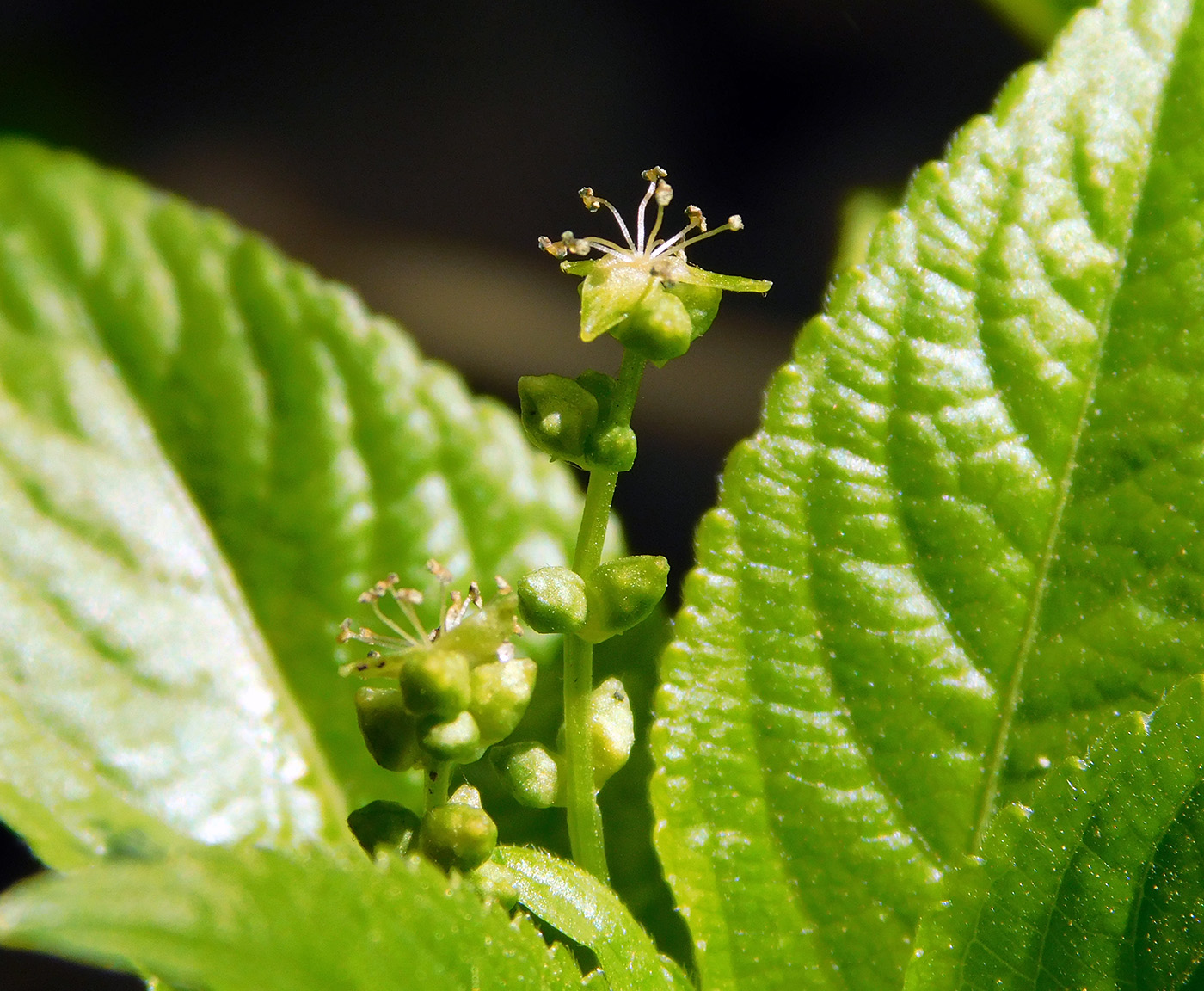Изображение особи Mercurialis perennis.