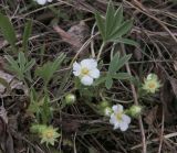 Potentilla alba