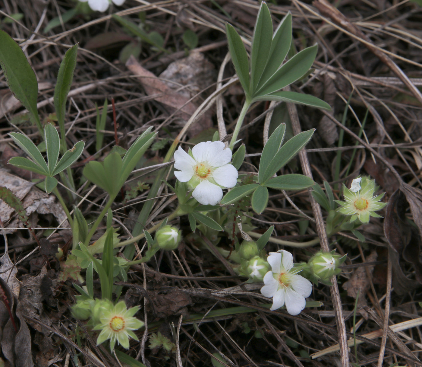 Image of Potentilla alba specimen.