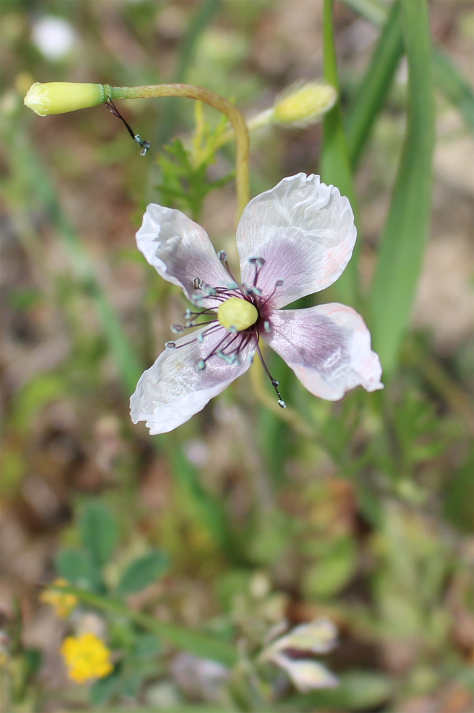 Image of genus Papaver specimen.