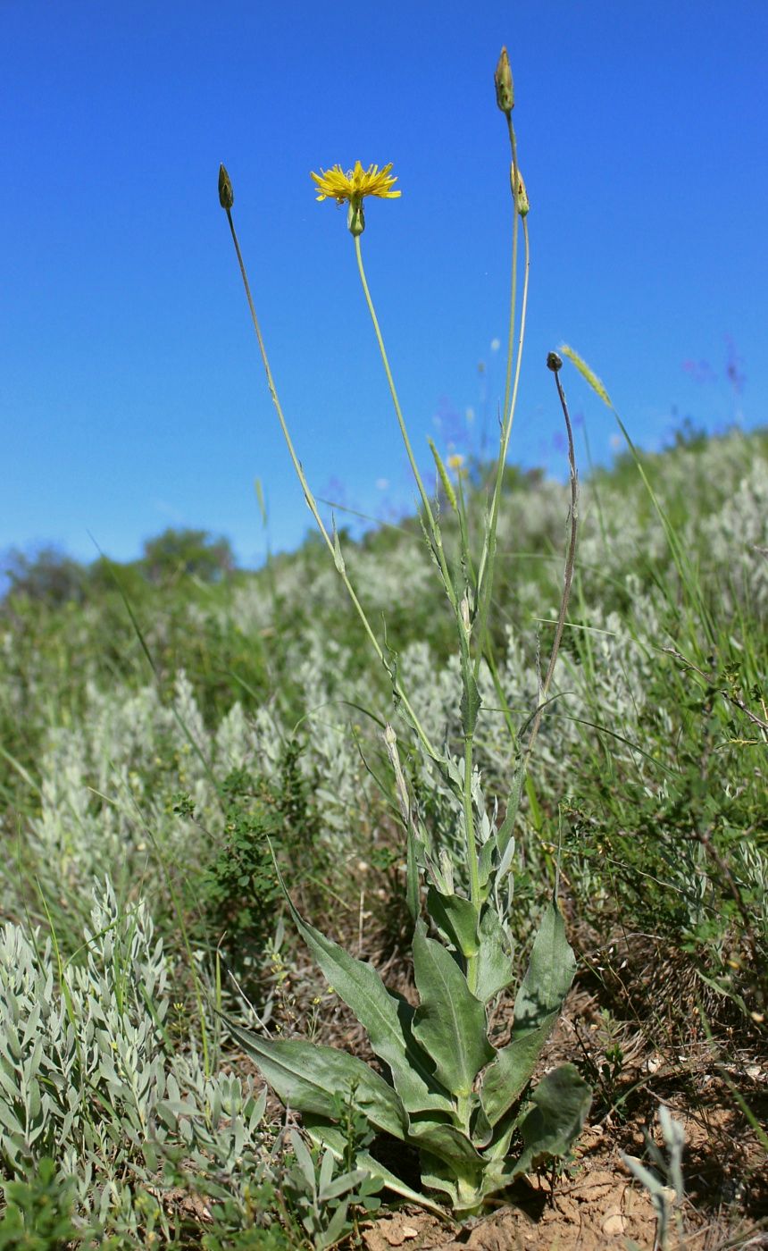 Image of Scorzonera taurica specimen.