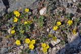 Potentilla incana