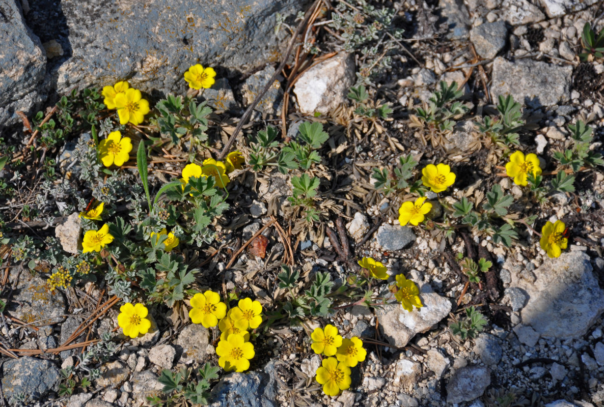 Изображение особи Potentilla incana.