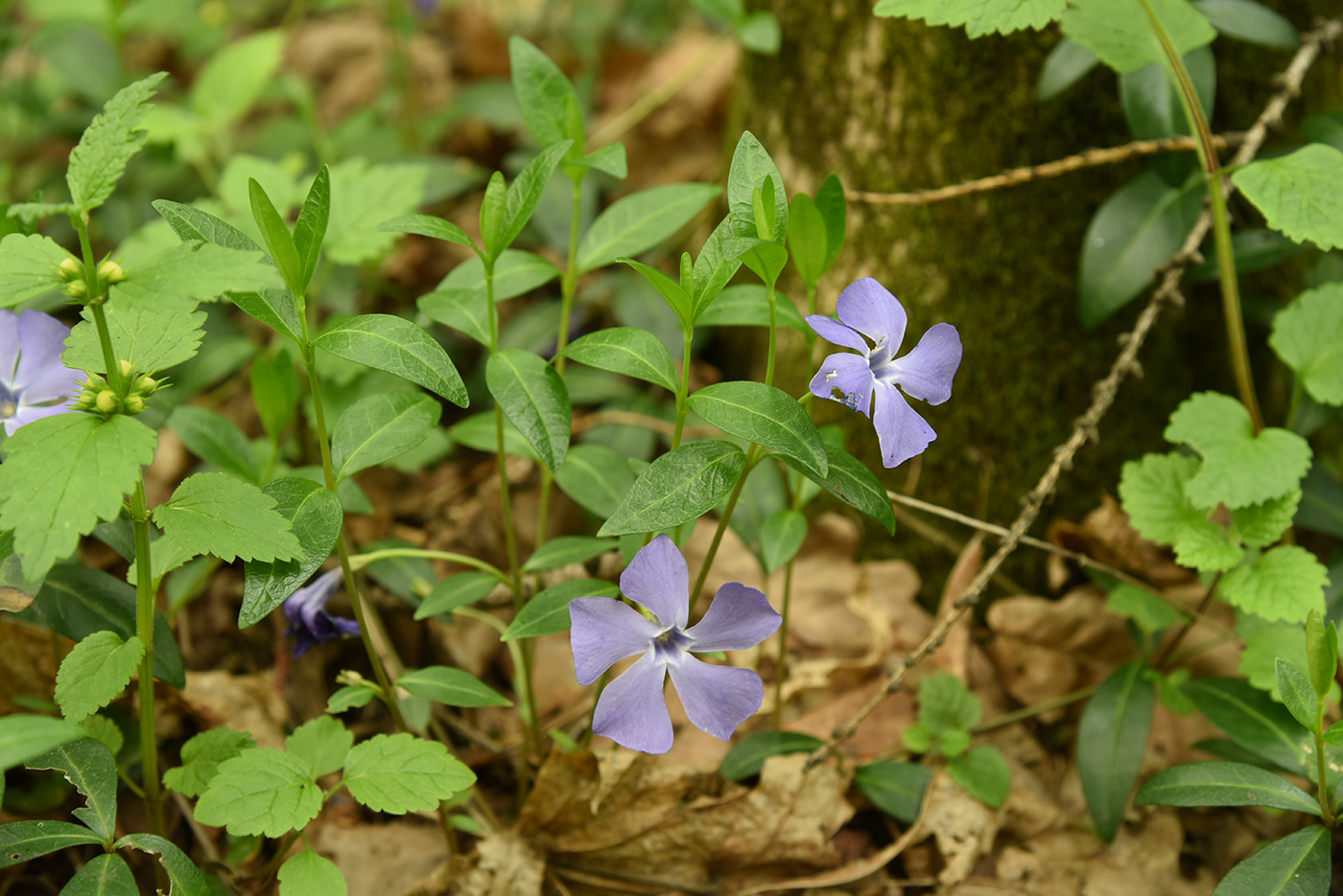 Image of Vinca minor specimen.