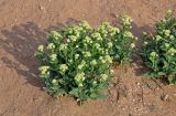 Cardaria draba
