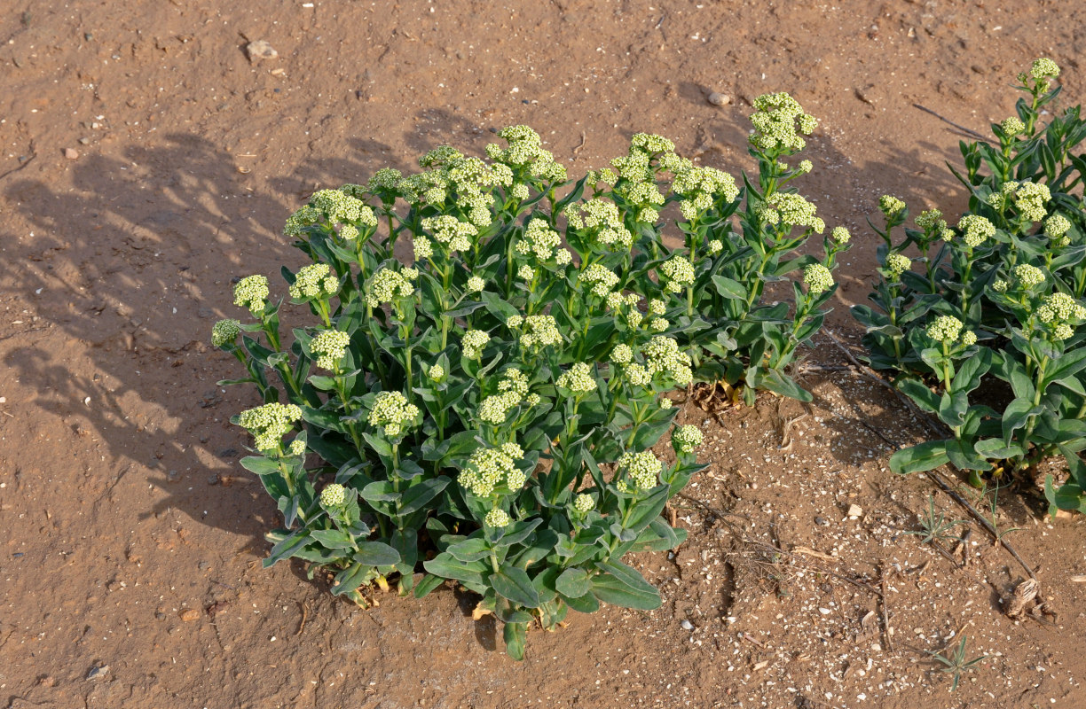 Image of Cardaria draba specimen.