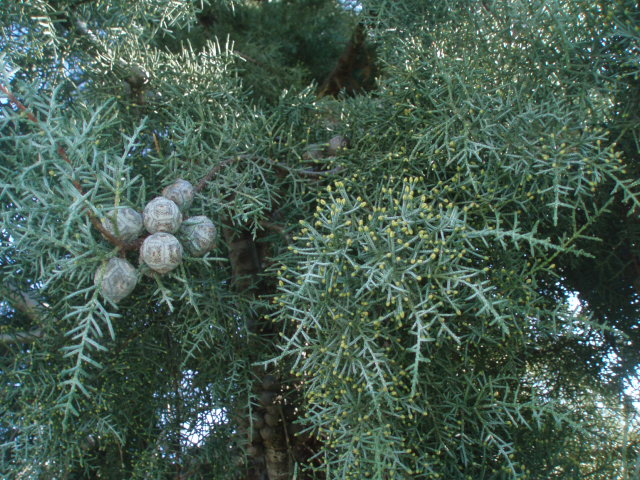 Image of Cupressus sempervirens specimen.