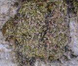 genus Cladonia