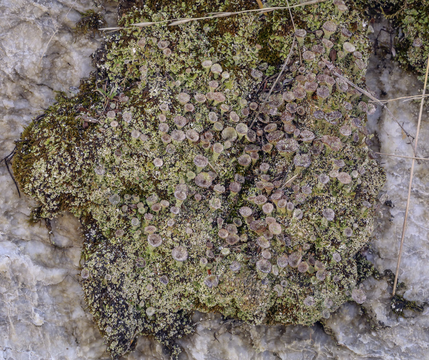 Изображение особи род Cladonia.