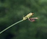 Carex cespitosa