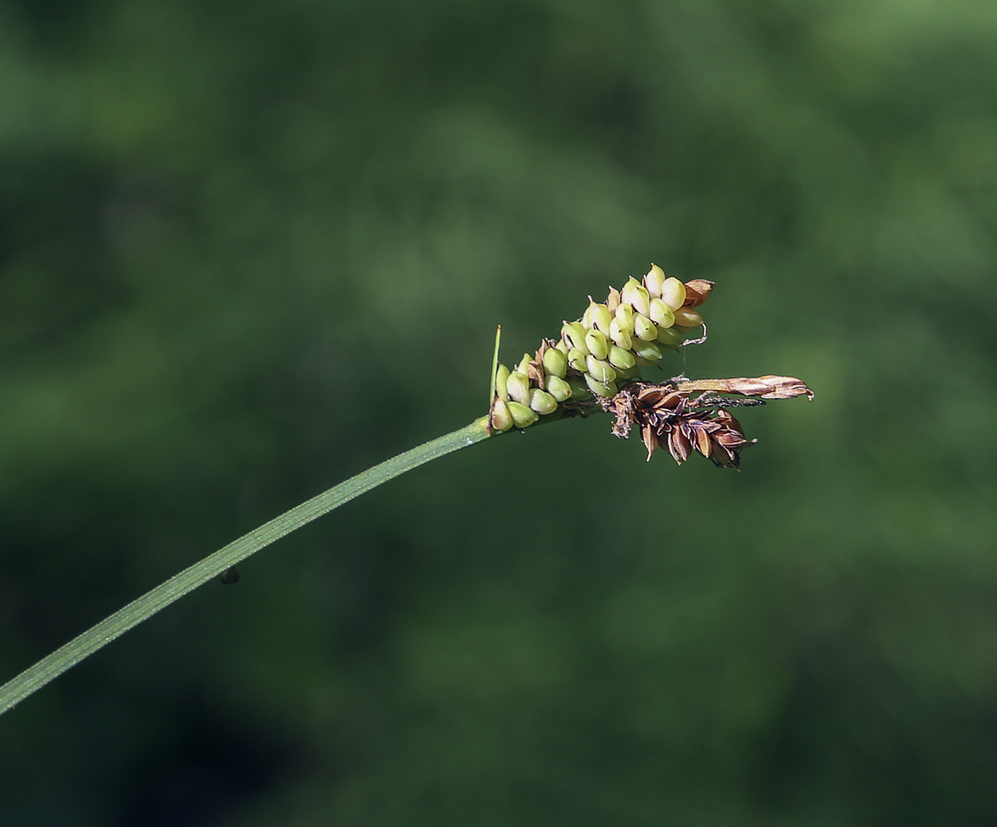 Изображение особи Carex cespitosa.