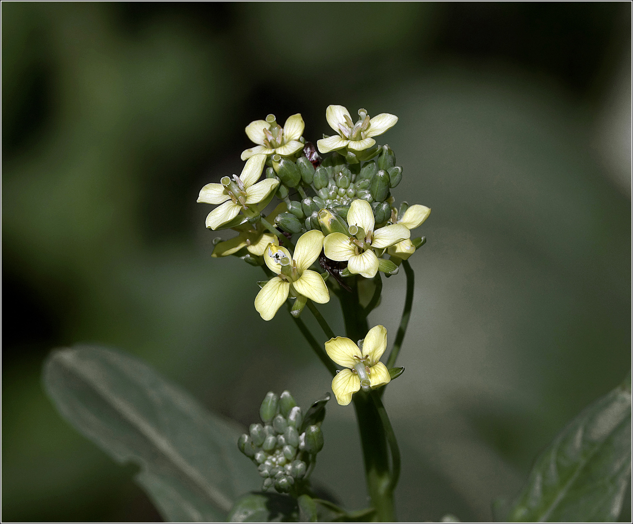 Изображение особи Brassica rapa var. chinensis.