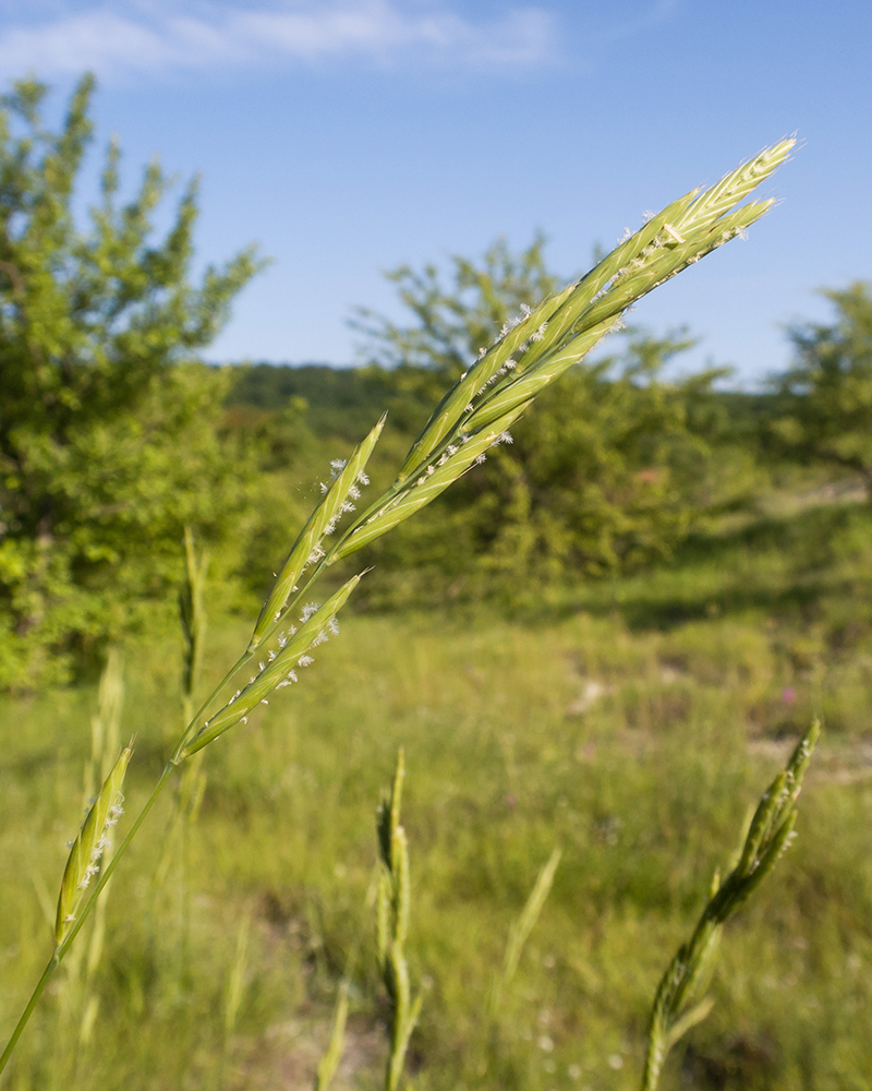 Image of Brachypodium rupestre specimen.