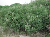 Glycyrrhiza glabra