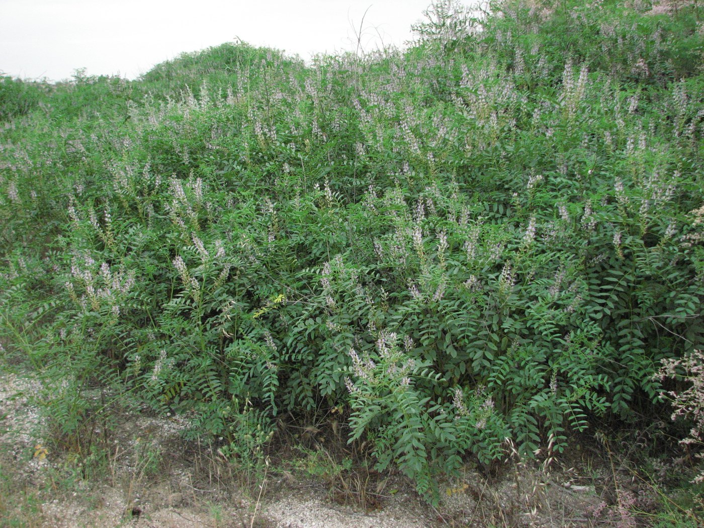 Image of Glycyrrhiza glabra specimen.