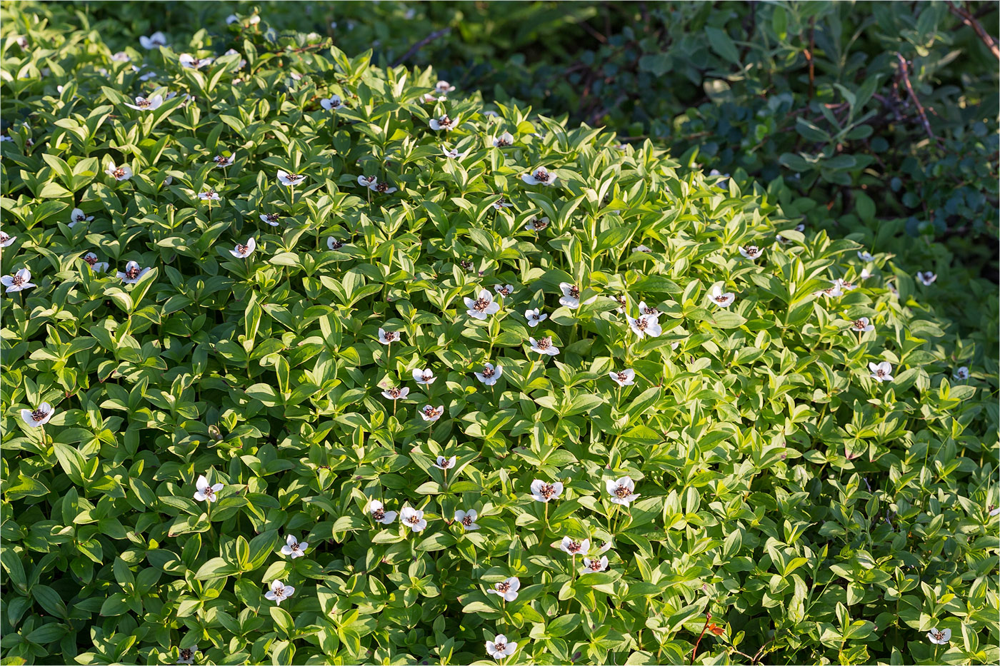 Изображение особи Chamaepericlymenum suecicum.