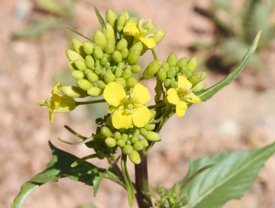 Image of Sisymbrium loeselii specimen.