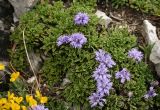 Globularia cordifolia