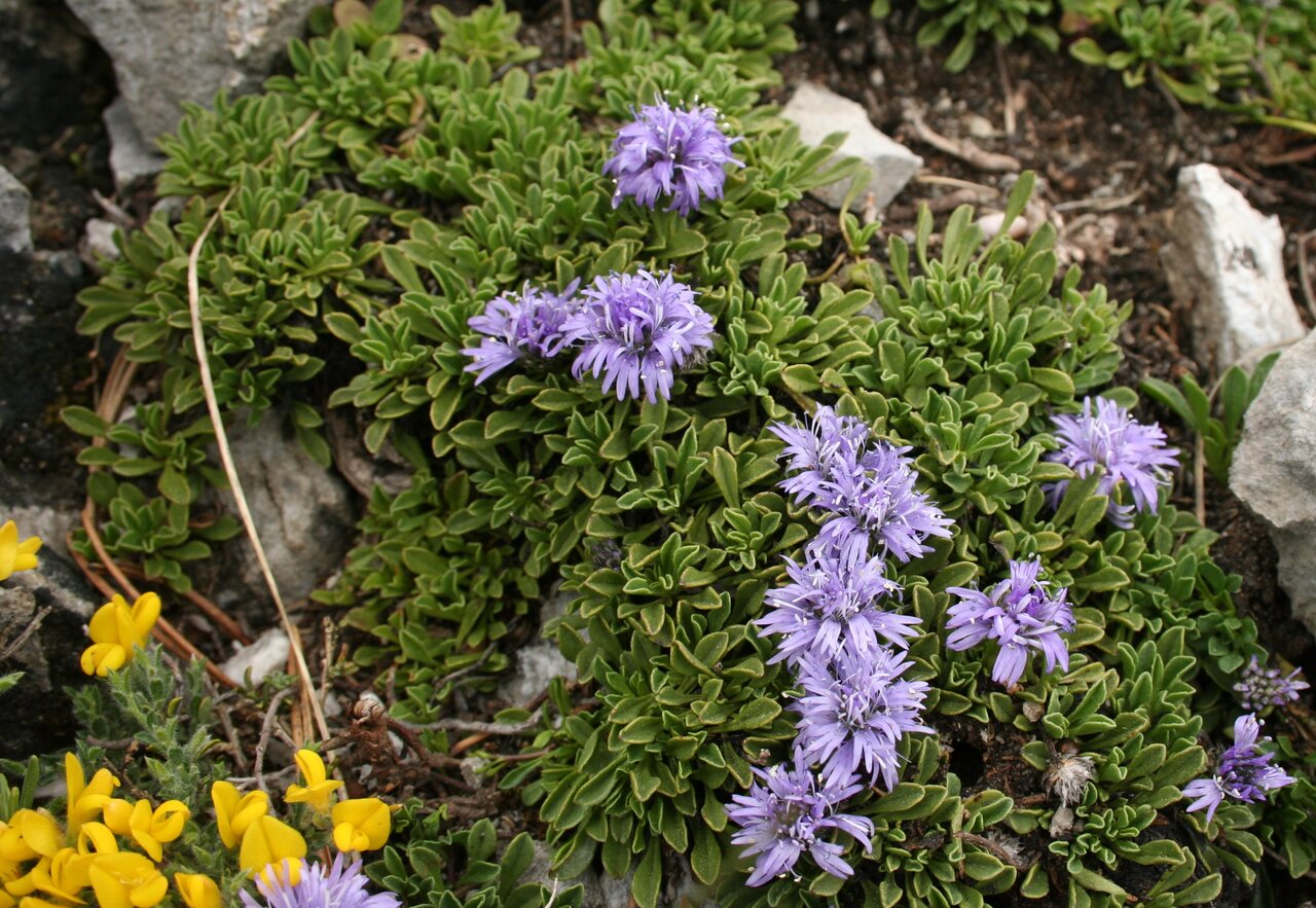 Изображение особи Globularia cordifolia.