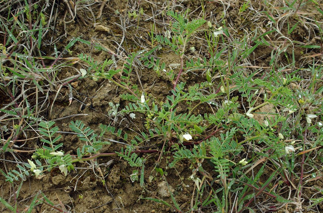 Изображение особи Astragalus guttatus.