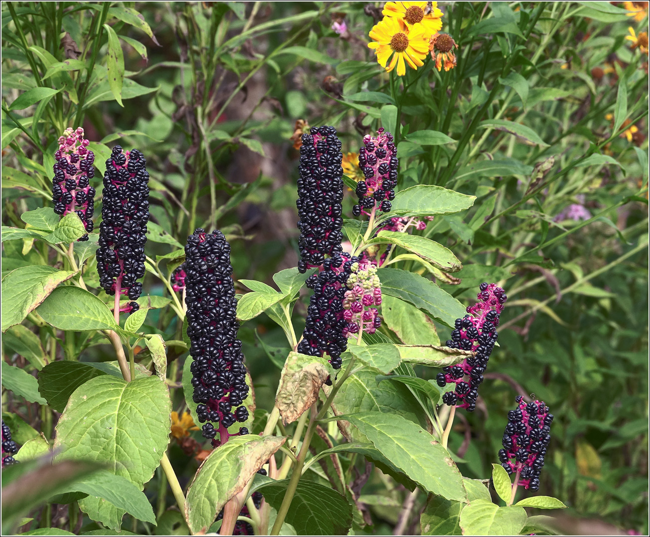 Изображение особи Phytolacca acinosa.