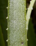 familia Bromeliaceae