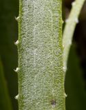 семейство Bromeliaceae