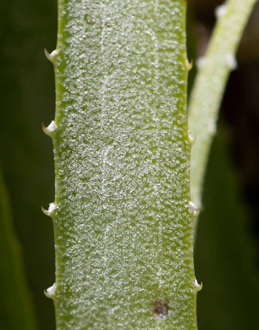 Изображение особи семейство Bromeliaceae.