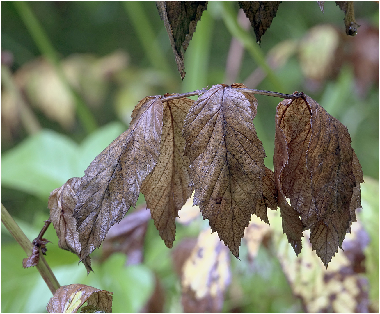 Изображение особи Filipendula ulmaria.