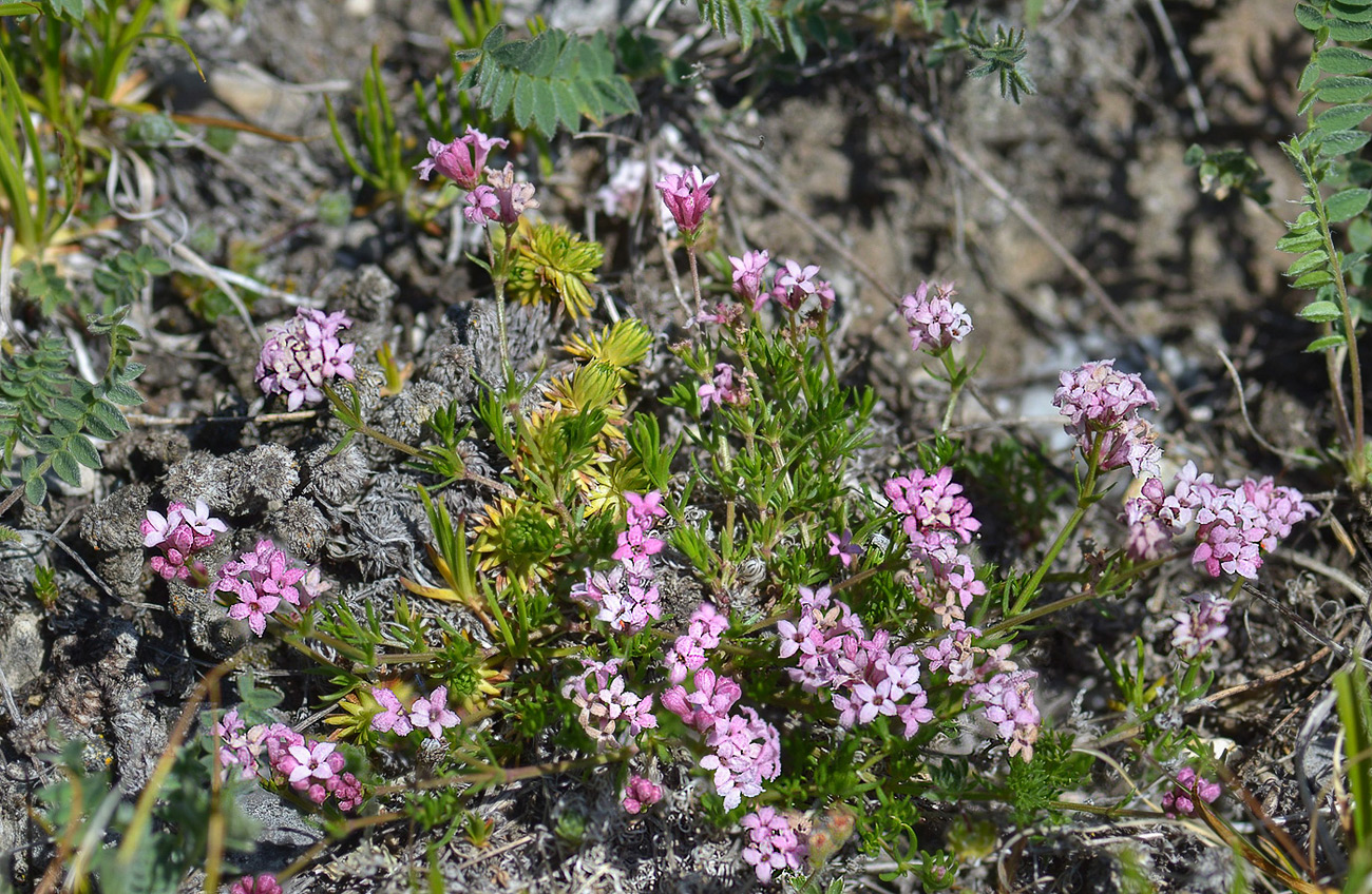 Image of Asperula supina specimen.