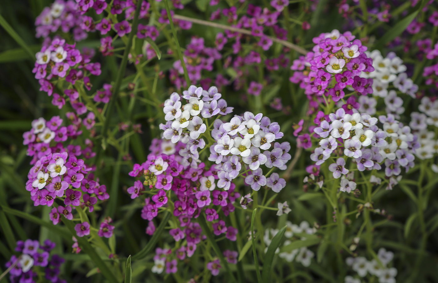 Изображение особи Lobularia maritima.