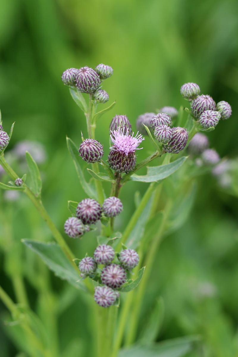 Изображение особи Cirsium setosum.