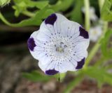 Nemophila maculata