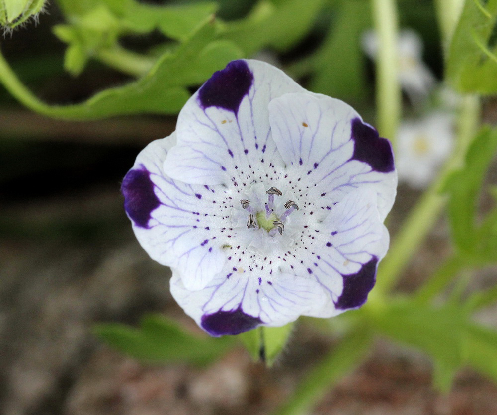 Изображение особи Nemophila maculata.