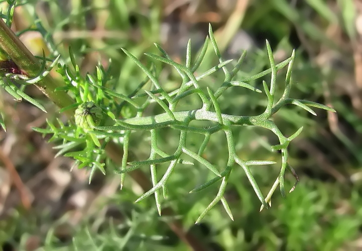 Изображение особи Tripleurospermum inodorum.