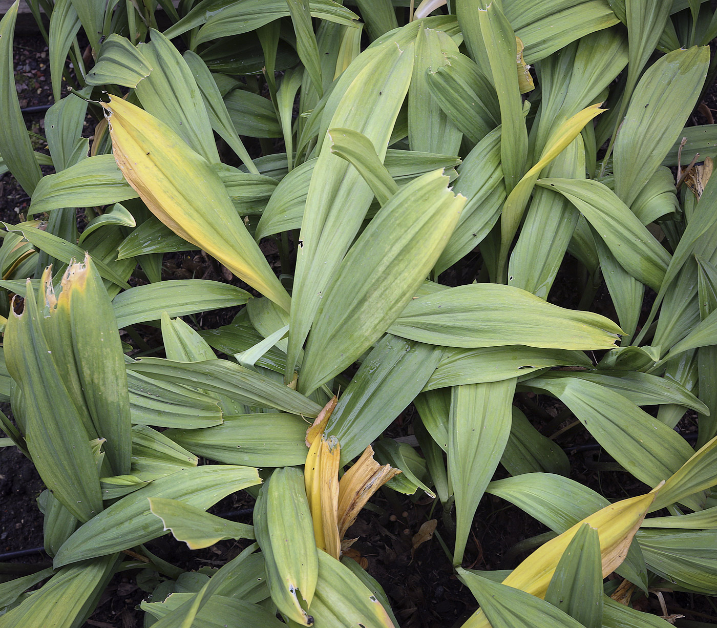 Image of Allium victorialis specimen.