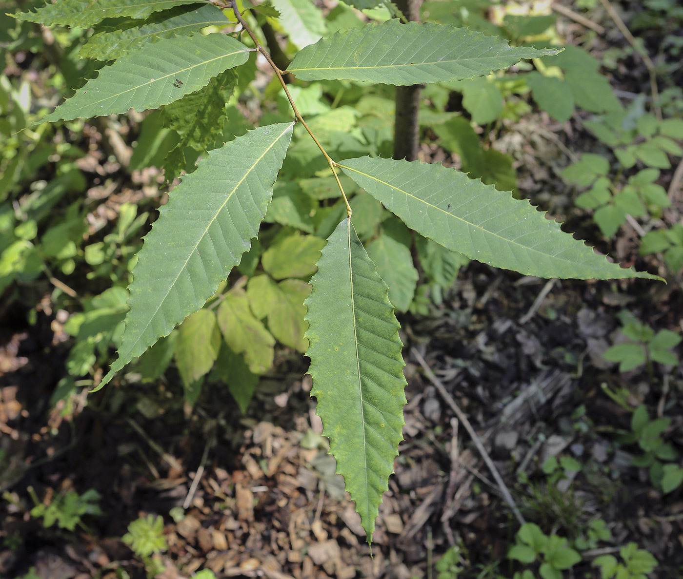 Image of Quercus acutissima specimen.