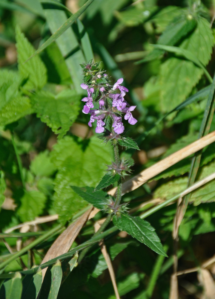 Изображение особи Stachys palustris.